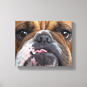 Engelsk Bulldog Kudd Canvastryck