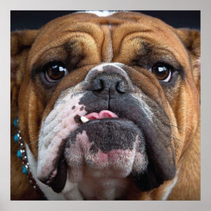 Engelsk Bulldog Kudd Poster