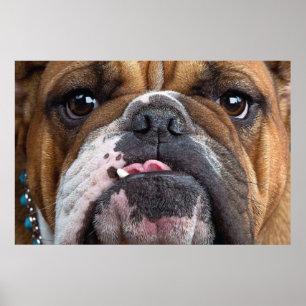 Engelsk Bulldog Kudd Poster