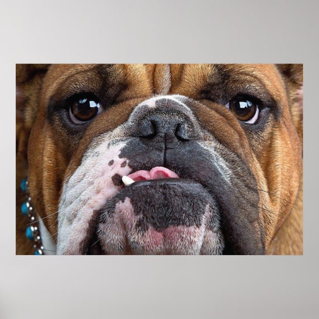 Engelsk Bulldog Kudd Poster (Framsidan)