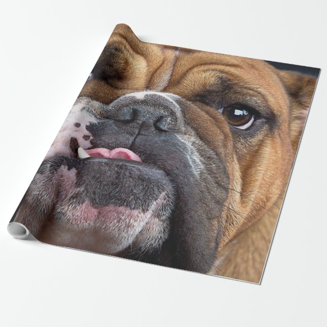 Engelsk Bulldog Kudd Presentpapper (Utrullad)