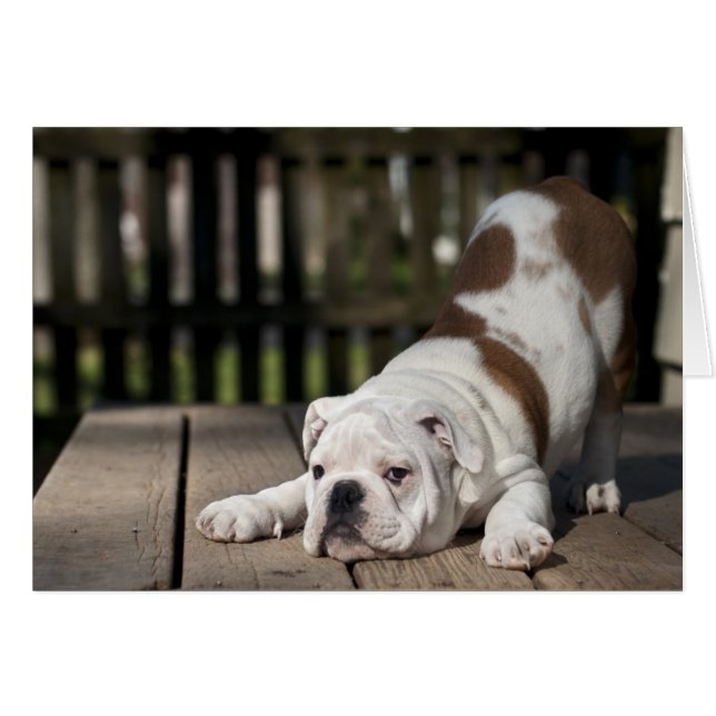 Engelsk bulldog Puppy Hälsningskort (Framsidan Horizontal)