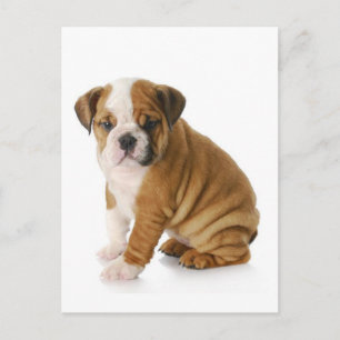 Engelsk bulldog Puppy Hund Blank Hälsning vykort