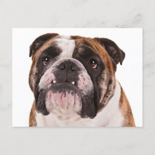 Engelsk bulldog Puppy Hund - Hej, miss You, Tom Vykort