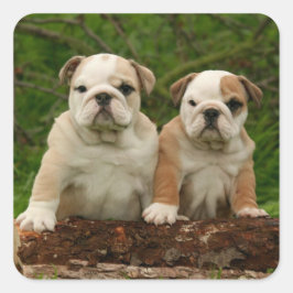 Engelsk bulldog Puppy Hund Kärlek-märke / försegli Fyrkantigt Klistermärke