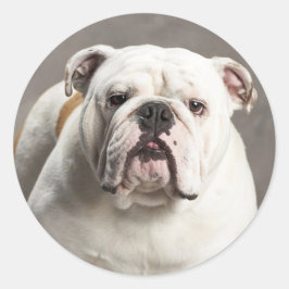 Engelsk bulldog Puppy Hund Kärlek-märke / försegli Runt Klistermärke