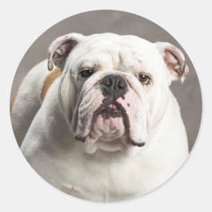 Engelsk bulldog Puppy Hund Kärlek-märke / försegli Runt Klistermärke