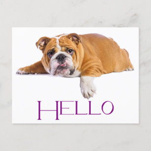 Engelsk bulldog Puppy Hund - Lila Hej Vykort