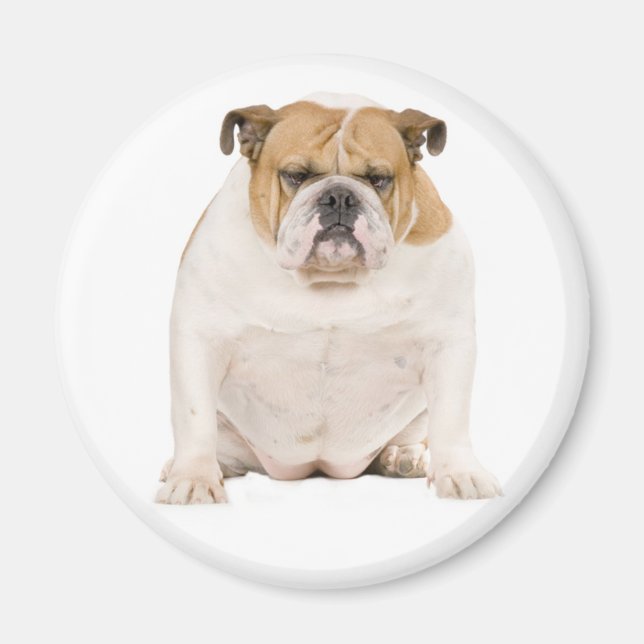 Engelsk Bulldog Puppy Hund Magnet (Framsidan)