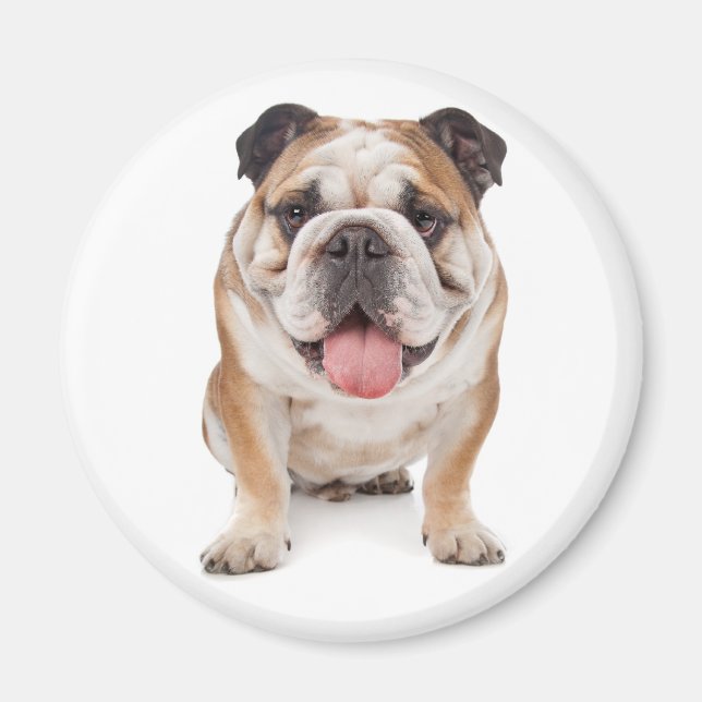 Engelsk Bulldog Puppy Hund Magnet (Framsidan)