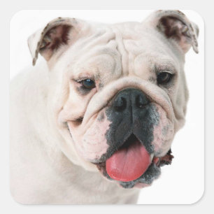 Engelsk bulldog Puppy Hund Sticker/Seal Fyrkantigt Klistermärke