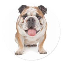 Engelsk bulldog Puppy Hund Sticker/Seal