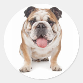 Engelsk bulldog Puppy Hund Sticker/Seal Runt Klistermärke