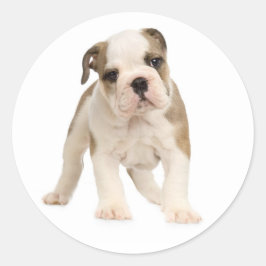 Engelsk bulldog Puppy Hund Sticker/Seal Runt Klistermärke