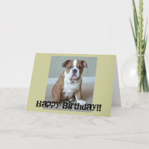 Engelsk bulldog Puppy Kort