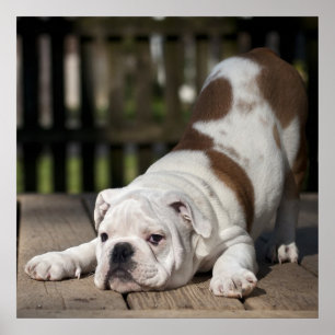Engelsk bulldog Puppy Poster