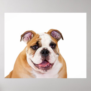 Engelsk bulldog Puppy Poster