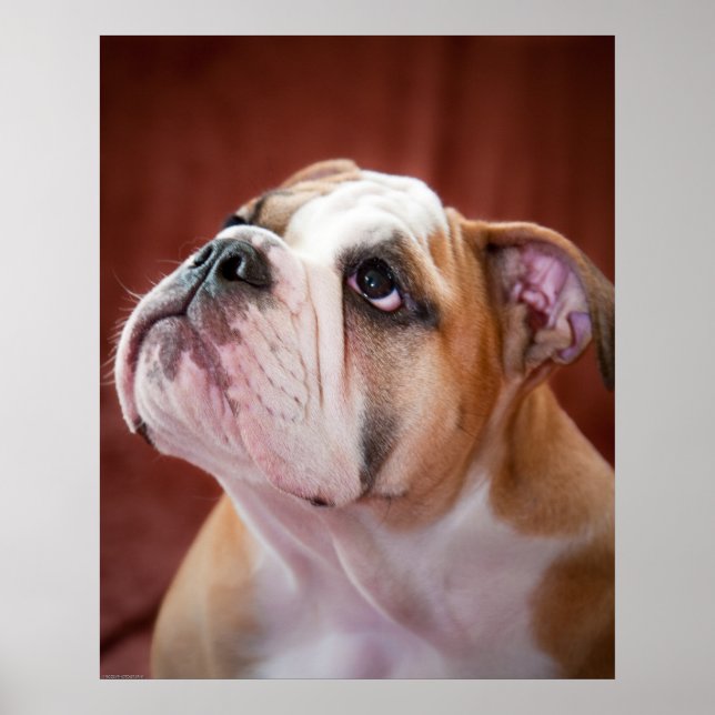 Engelsk bulldog Puppy Poster (Framsidan)