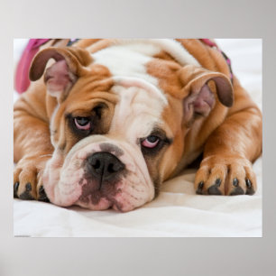 Engelsk bulldog Puppy Poster