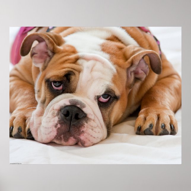 Engelsk bulldog Puppy Poster (Framsidan)