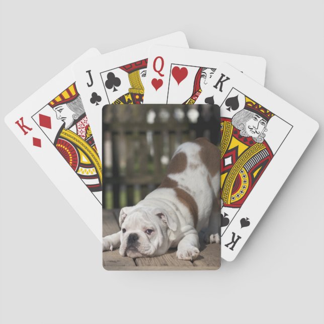 Engelsk bulldog Puppy Spelkort (Baksidan)