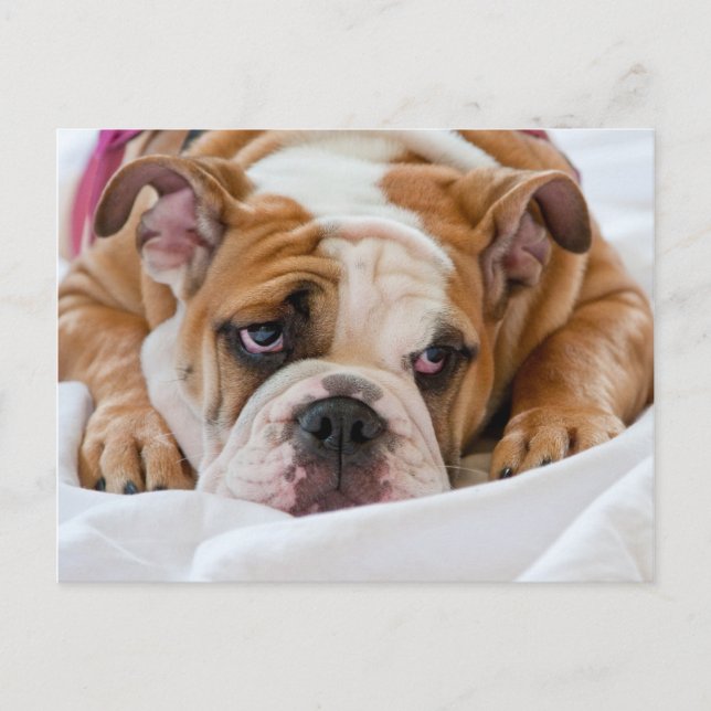 Engelsk bulldog Puppy Vykort (Framsida)