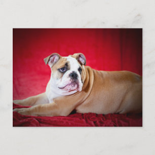 Engelsk bulldog Puppy Vykort