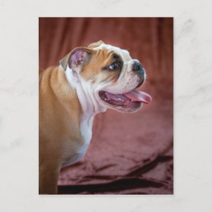 Engelsk bulldog Puppy Vykort