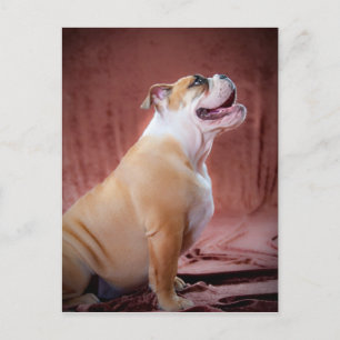 Engelsk bulldog Puppy Vykort