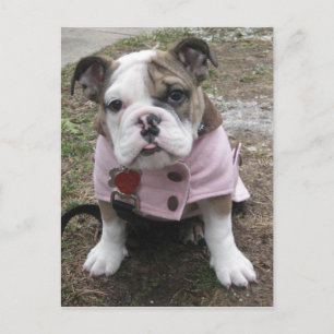 Engelsk bulldog Puppy Vykort