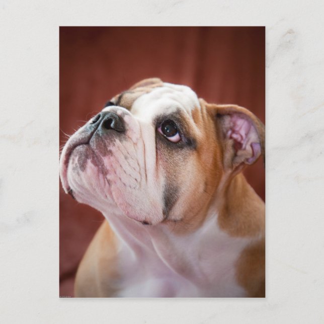 Engelsk bulldog Puppy Vykort (Framsida)