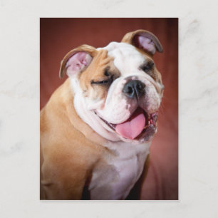 Engelsk bulldog Puppy Vykort
