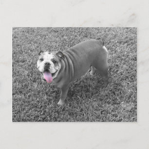 Engelsk bulldog vid namn Gucci Vykort