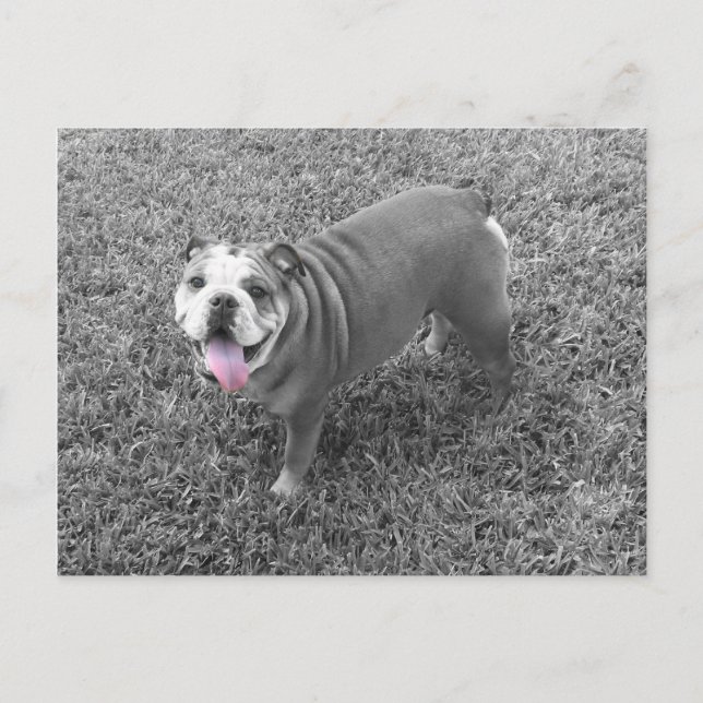 Engelsk bulldog vid namn Gucci Vykort (Framsida)