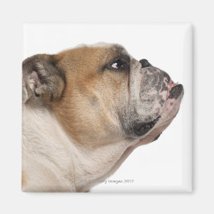 Engelsk bulldogg (6 gammala år) magnet
