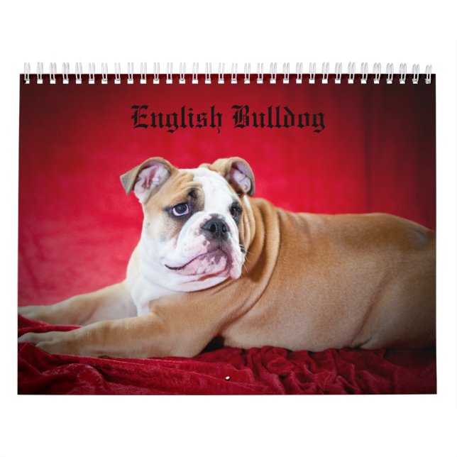 Engelsk bulldogg kalender (Omslag)