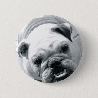 Engelsk bulldogg knapp