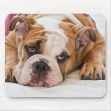 Engelsk bulldogg
