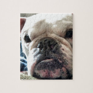 Engelsk bulldogg pussel