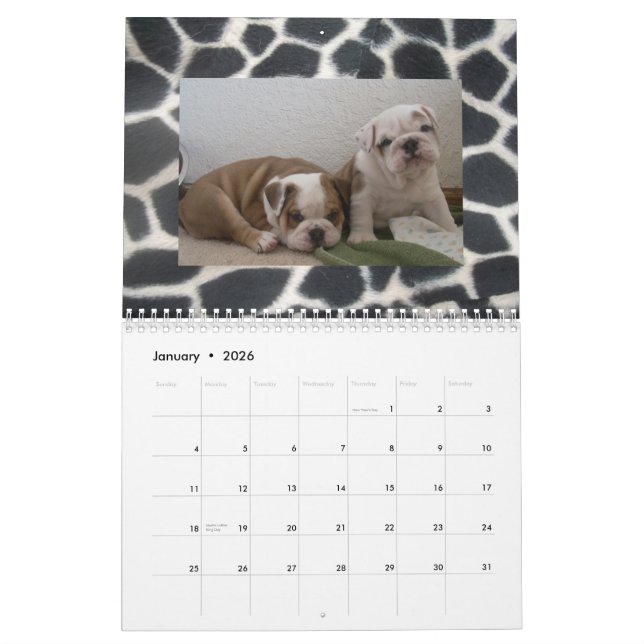 Engelsk bulldogg- & valpkalender! kalender (Jan 2026)
