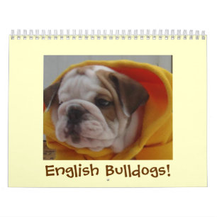 Engelsk bulldoggkalender! kalender