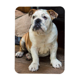 Engelsk bulldoggmagnet magnet
