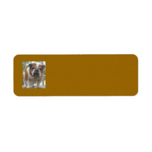 Engelsk bulldoggreturetiketter returadress etikett
