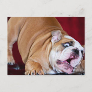 Engelsk Bulldoggtvalp Vykort
