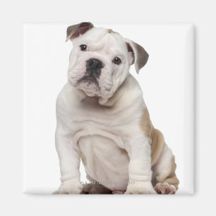 Engelsk bulldoggvalp (2 gammala månader) magnet