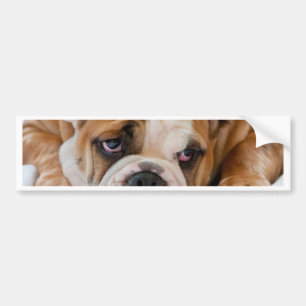 Engelsk bulldoggvalp bildekal