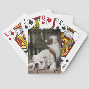 Engelsk bulldoggvalp kortlek