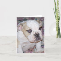 Engelsk bulldoggvalp Notecard