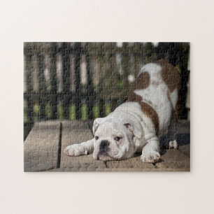 Engelsk bulldoggvalp pussel