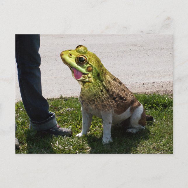 Engelsk bullgrog vykort (Framsida)